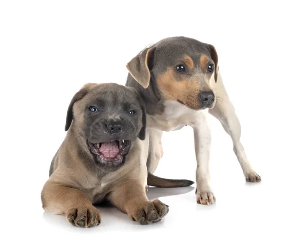 Filhote de cachorro cana corso e terrier brasileiro — Fotografia de Stock