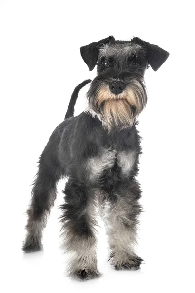 Schnauzer miniatura en estudio —  Fotos de Stock