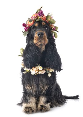 yavru horoz İspanyol Studio