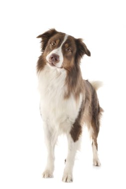 Avustralya çoban köpeği