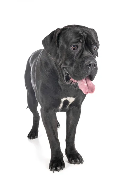 Cane corso в студии — стоковое фото