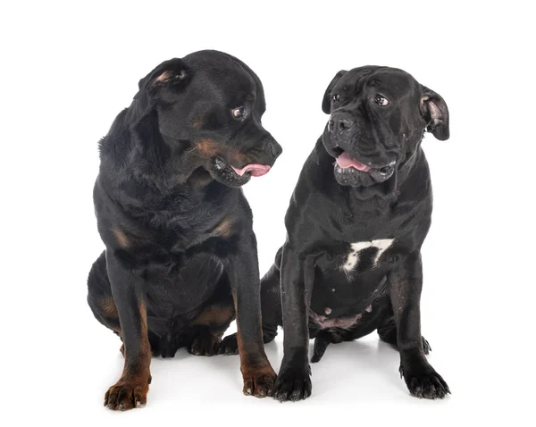 Cane corso and rottweiler — Stock Photo, Image
