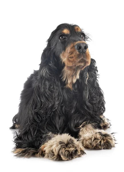 Cocker Spaniel im Studio — Stockfoto