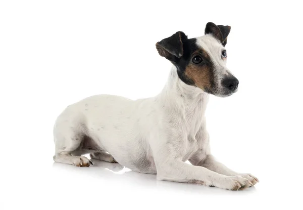 Jack russel terrier — Stock Photo, Image