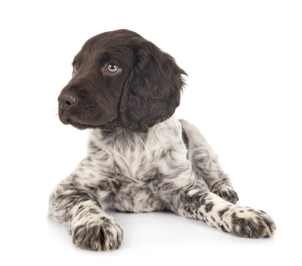 Cachorrinho pequeno munsterlander — Fotografia de Stock