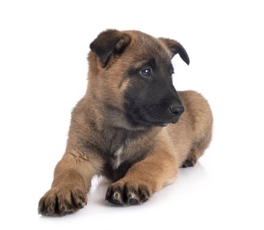 köpek yavrusu malinois Studio