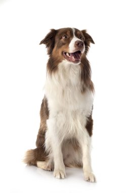 Avustralya çoban köpeği