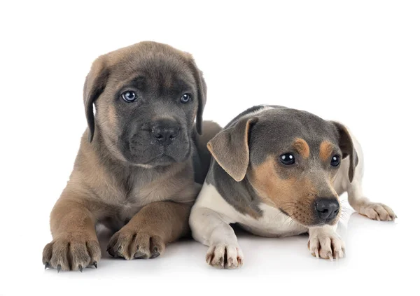 Filhote de cachorro cana corso e terrier brasileiro — Fotografia de Stock