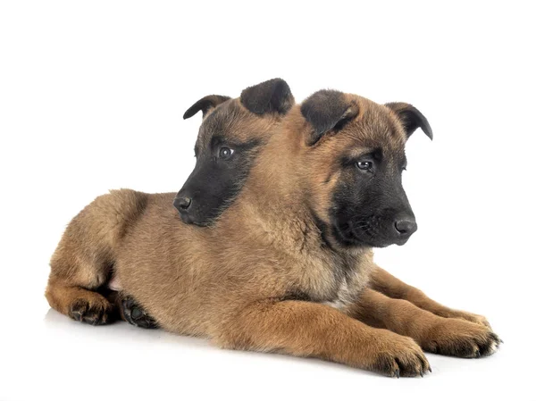 Puppies malinois in studio — Stock Photo, Image