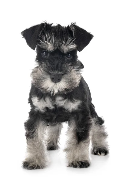 Stüdyoda minyatür Schnauzer — Stok fotoğraf