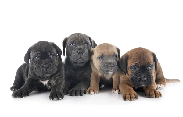 Puppies cane corso — Stock Photo, Image