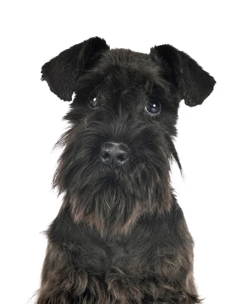 Zwart miniatuur schnauzer in studio — Stockfoto