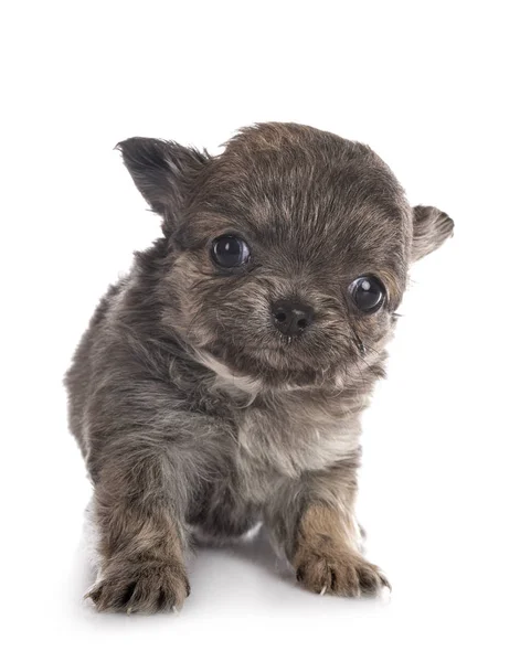 Chihuahua em estúdio — Fotografia de Stock