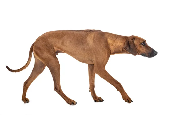 Rhodesian Ridgeback in de studio — Stockfoto