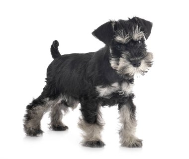 stüdyoda minyatür Schnauzer