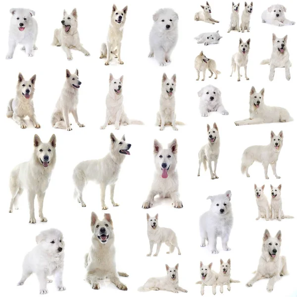 White Swiss Shepherds — Stock Photo, Image