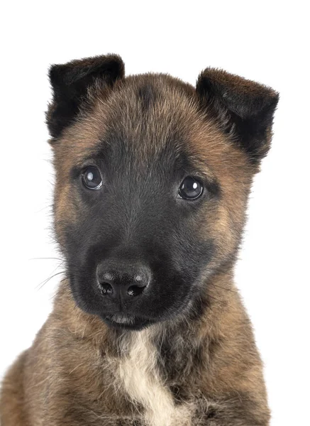 Cachorrinho malinois no estúdio — Fotografia de Stock