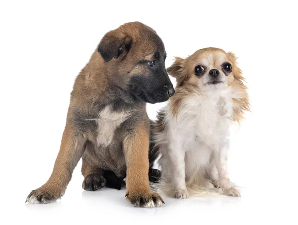 Puppy malinois and chihuahua — Stock Photo, Image