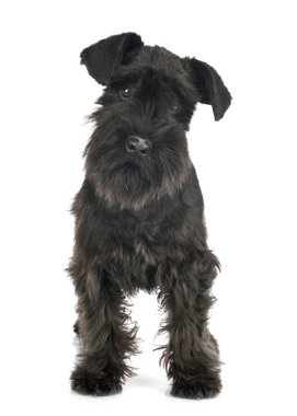Stüdyoda siyah minyatür schnauzer