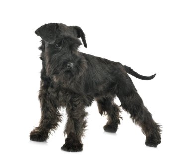 Stüdyoda siyah minyatür schnauzer