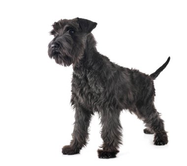 Stüdyoda siyah minyatür schnauzer