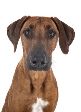 Rodezyalı Ridgeback stüdyoda.