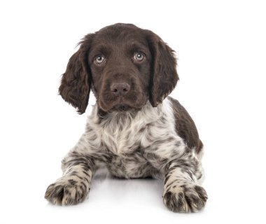 Köpek yavrusu Küçük Munsterlander
