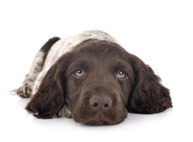 Köpek yavrusu Küçük Munsterlander