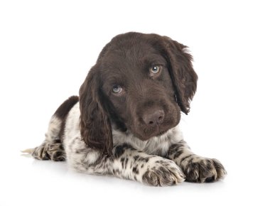 Köpek yavrusu Küçük Munsterlander
