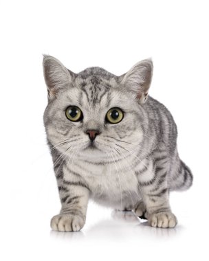 British Shorthair stüdyoda
