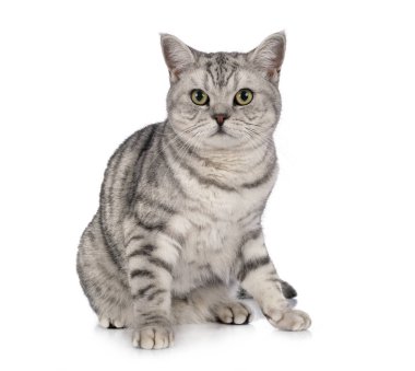 British Shorthair stüdyoda