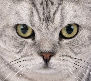 British Shorthair stüdyoda
