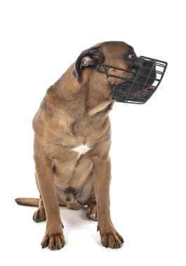 kamış Corso ve ağızlık.