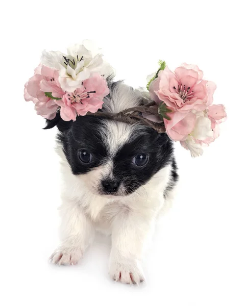 Chihuahua im Atelier — Stockfoto