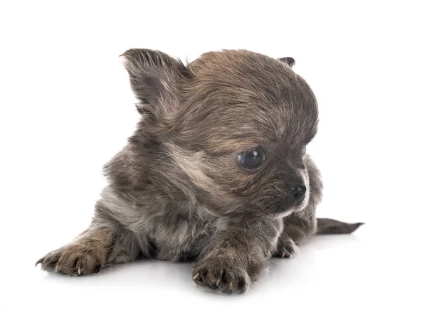 Chihuahua in studio — Stock Photo, Image