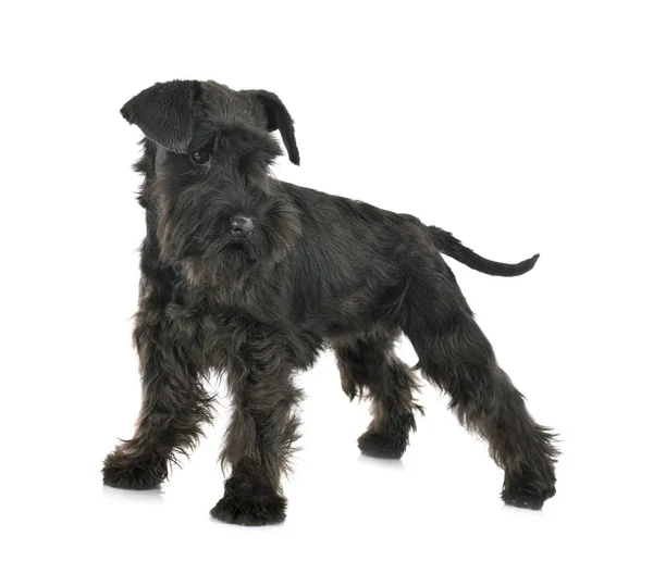 Schwarzer Miniaturschnauzer im Atelier — Stockfoto