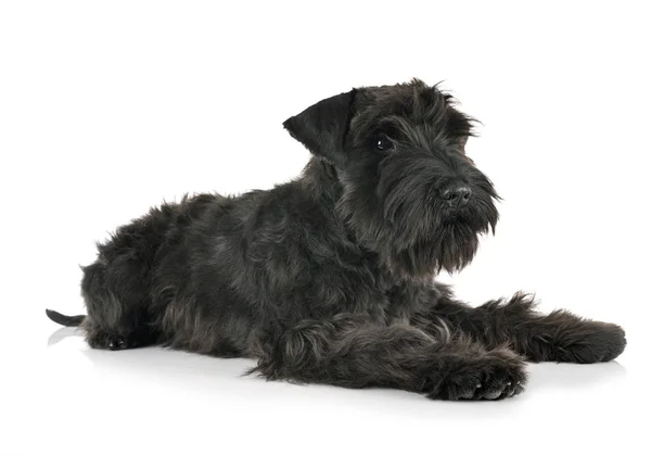 Preto miniatura schnauzer no estúdio — Fotografia de Stock