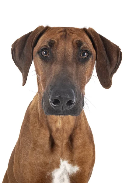 Rhodesian Ridgeback w studio — Zdjęcie stockowe