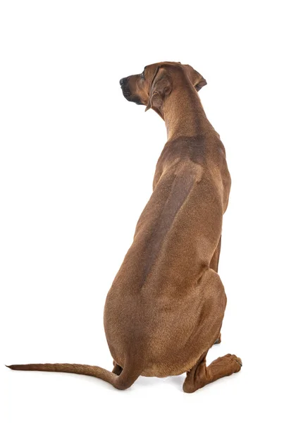 Rodezyalı Ridgeback stüdyoda. — Stok fotoğraf