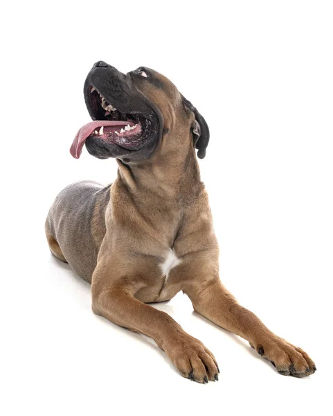 Cane corso a stúdióban — Stock Fotó