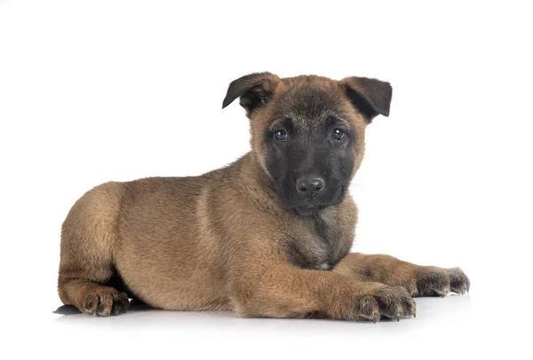 Valp Belgisk Vallhund Framför Vit Bakgrund — Stockfoto