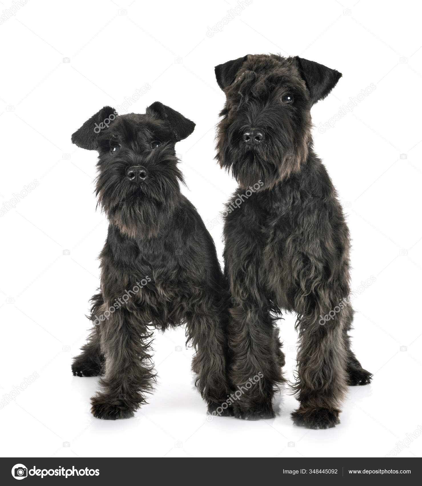 Black Miniature Schnauzers Front White Background Stock Photo by
