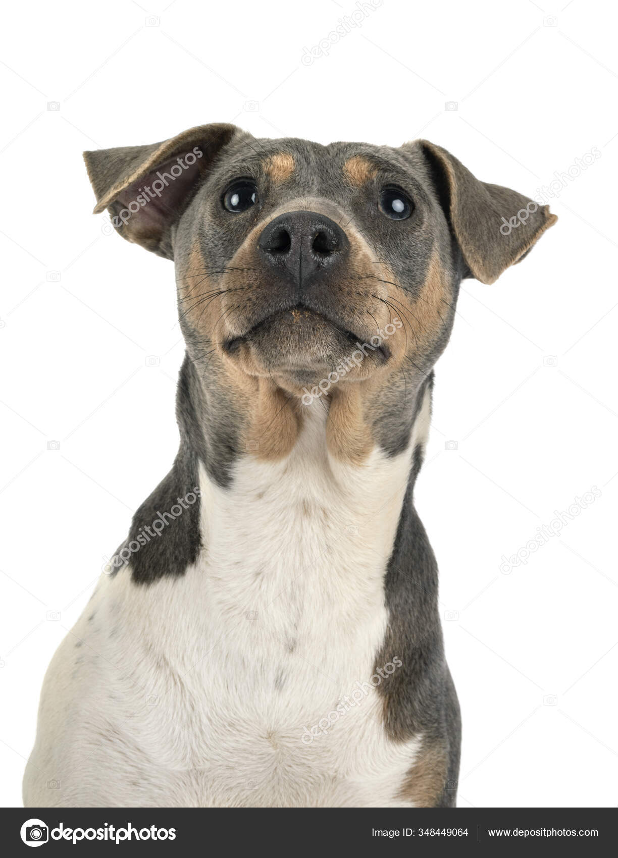 Brazilian Terrier Front White Background — Stock Photo © cynoclub