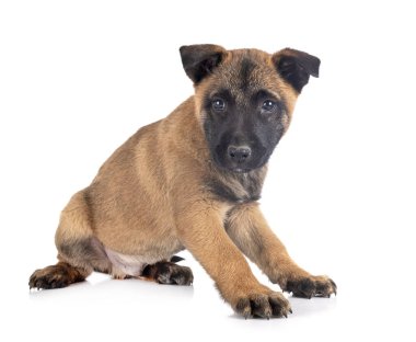 Beyaz arka plan önünde köpek yavrusu Belçika çoban