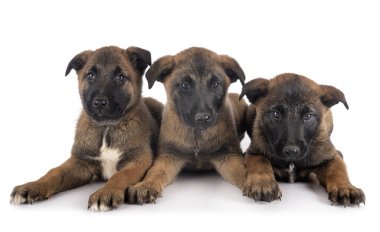 Yavru köpekler beyaz arkaplanın önünde Belçikalı çoban köpekleri