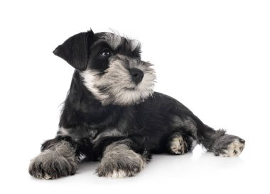 Beyaz arkaplan önünde minyatür schnauzer