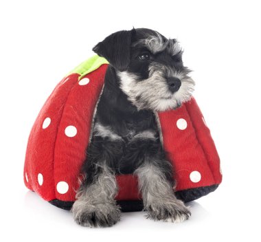 Beyaz arkaplan önünde minyatür schnauzer