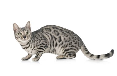 Bengal kedisi beyaz arka planda