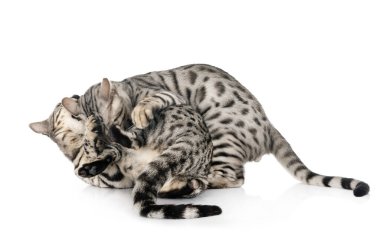 Bengal kedileri beyaz arka planda