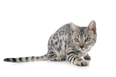 Bengal kedisi beyaz arka planda